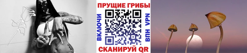 Псилоцибиновые грибы мицелий  даркнет какой сайт  Урень  что такое наркотик 